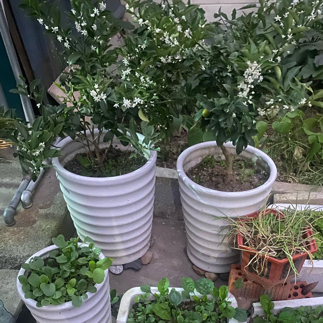 💖古风特效