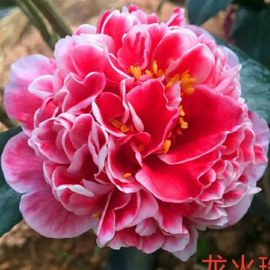 欣荣
