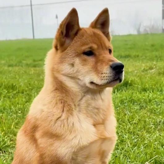 神犬大黄