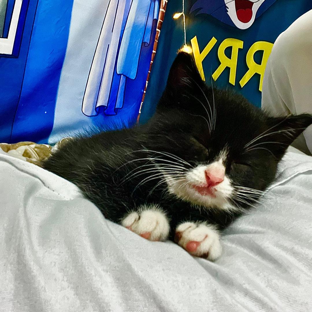 ✨（V嗡嗡）刀仔