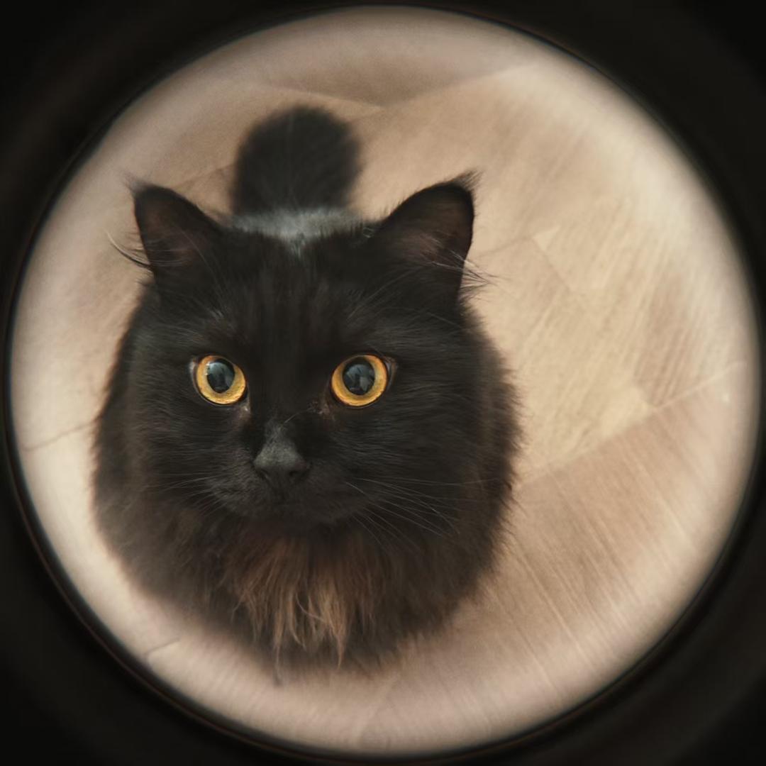 蚂蚁是个猫主子