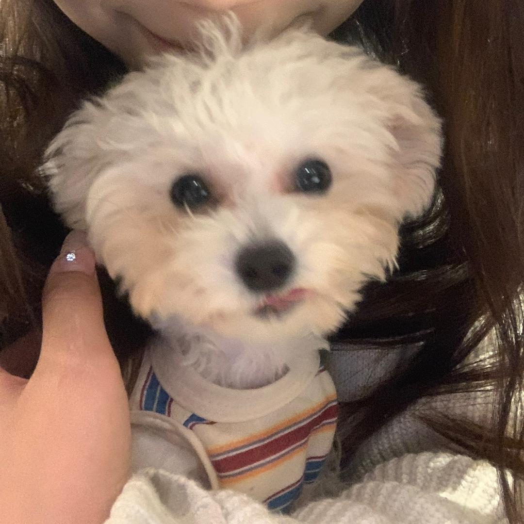 奶油火鸡面梦女