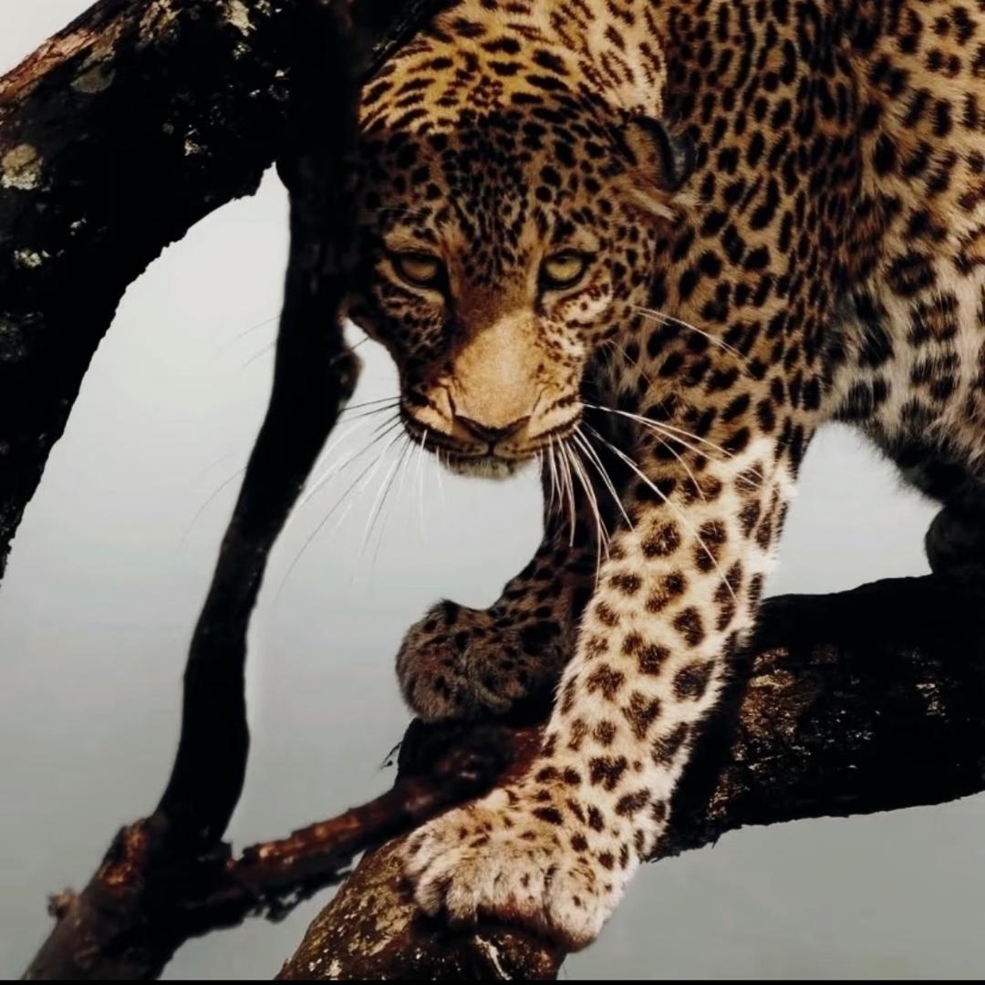 阿司匹林缓释胶囊