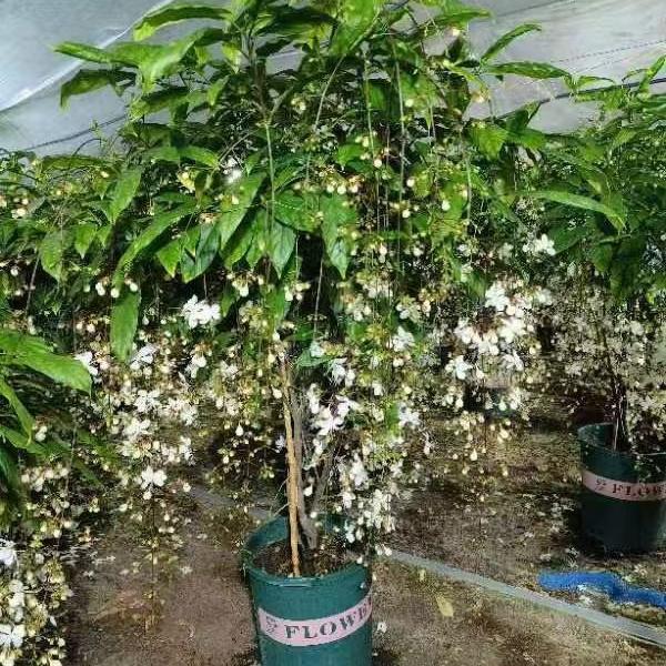 满懿花卉