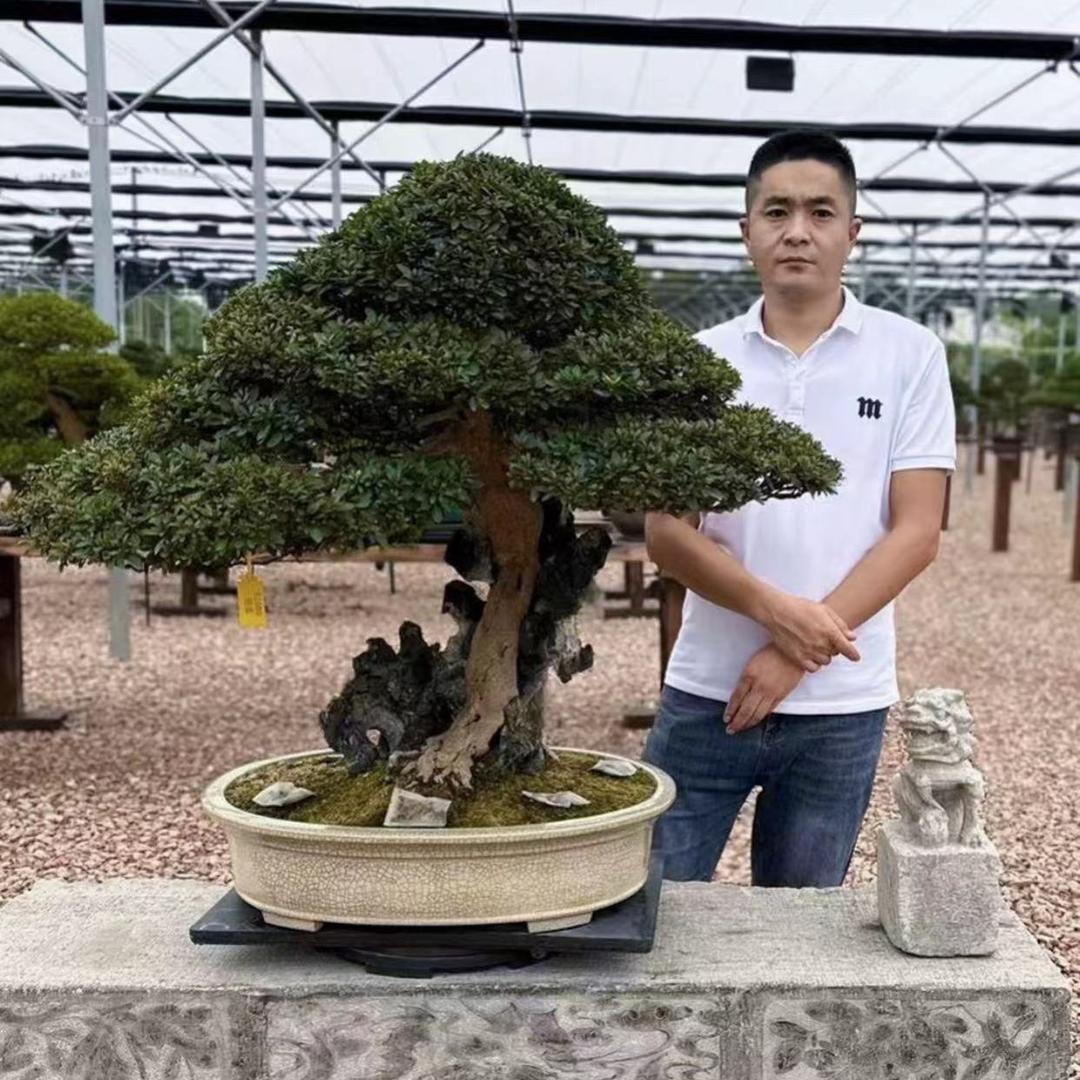 心园盆栽（李申）