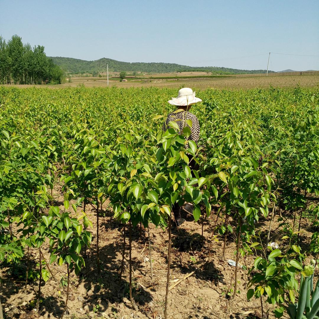 北方老农果苗培育基地