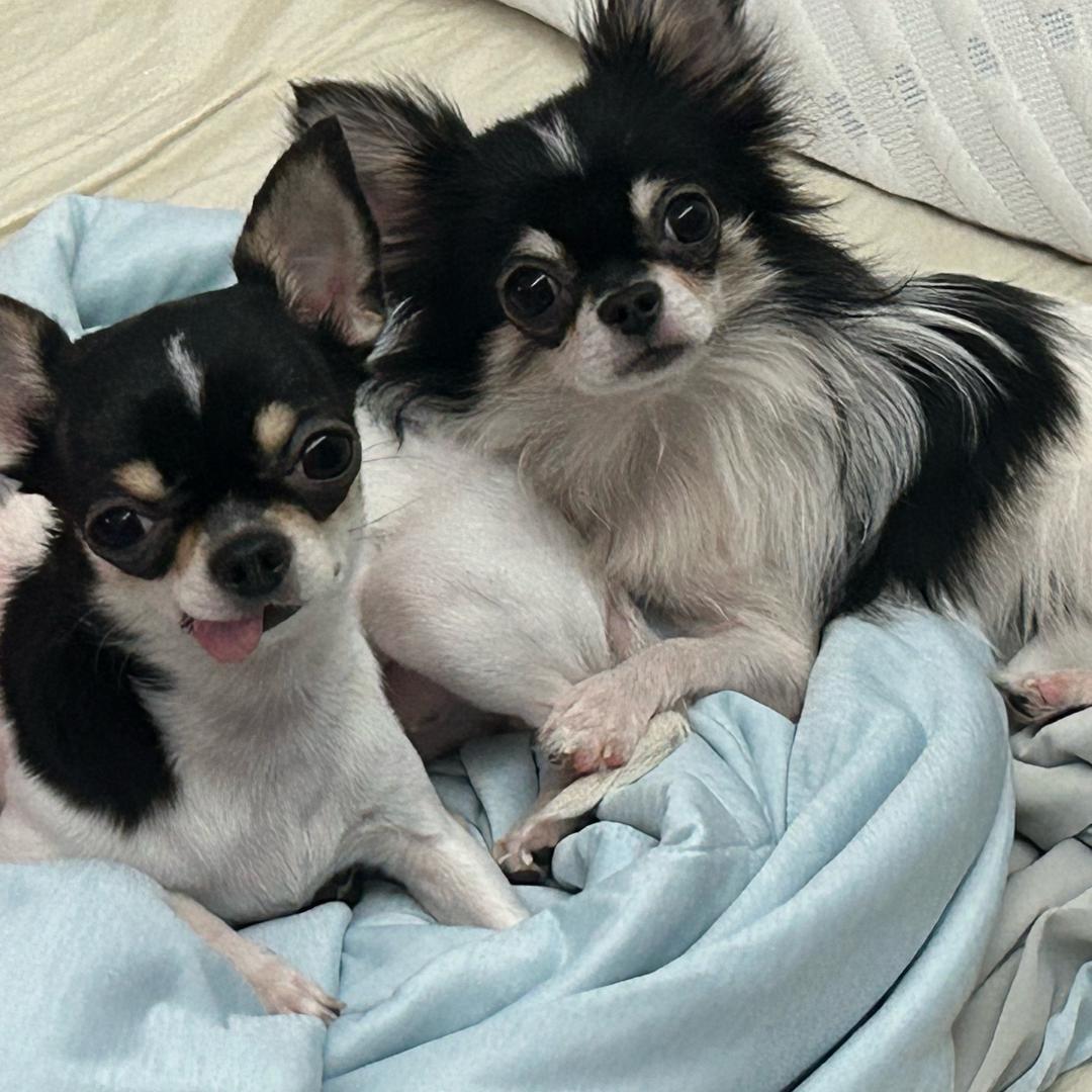洗袜袜 Niki&Jimmy