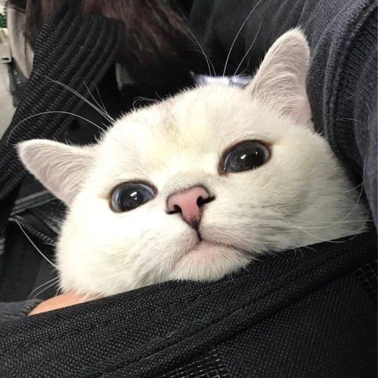 懿修