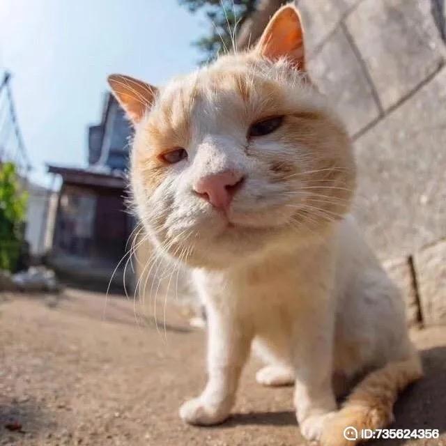 娘娘～驾到👸