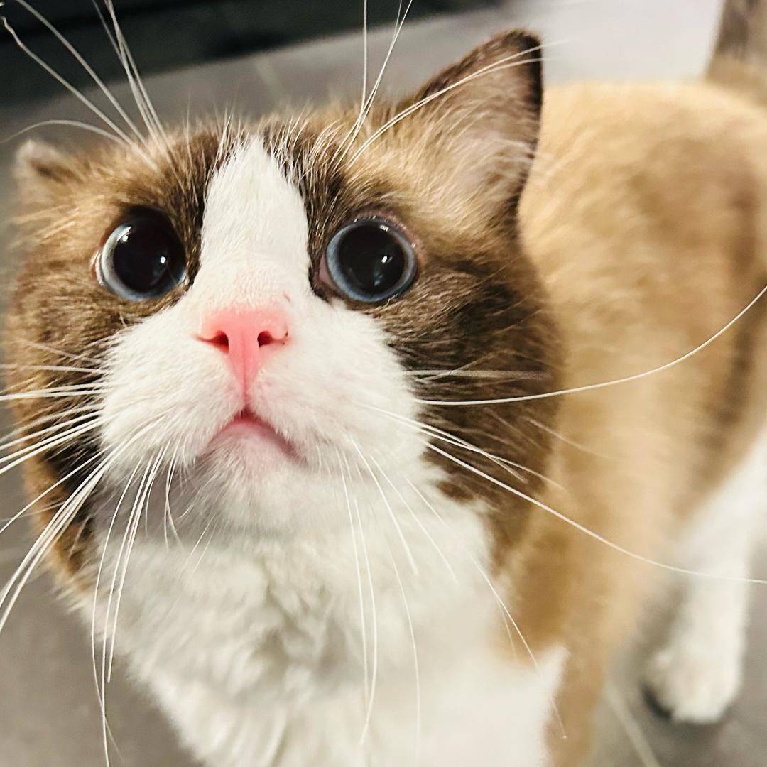 爱吃螺蛳粉的猫