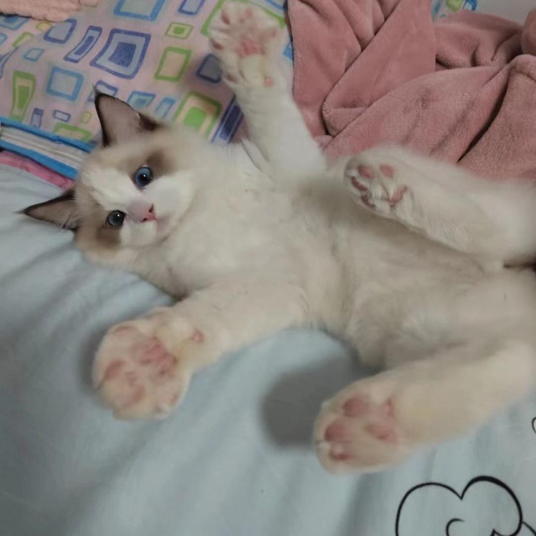 也许是胡闹