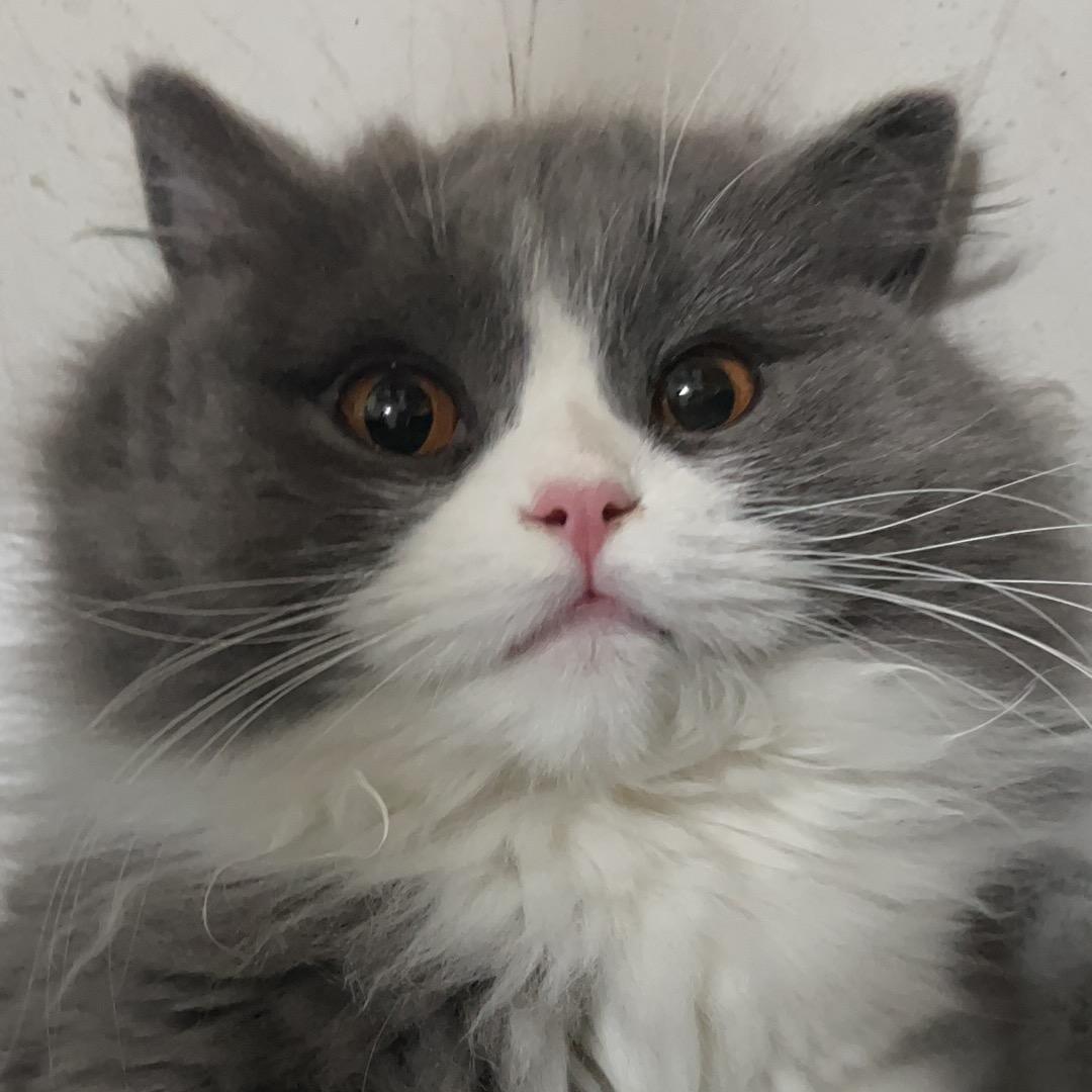 香辣鸡腿堡