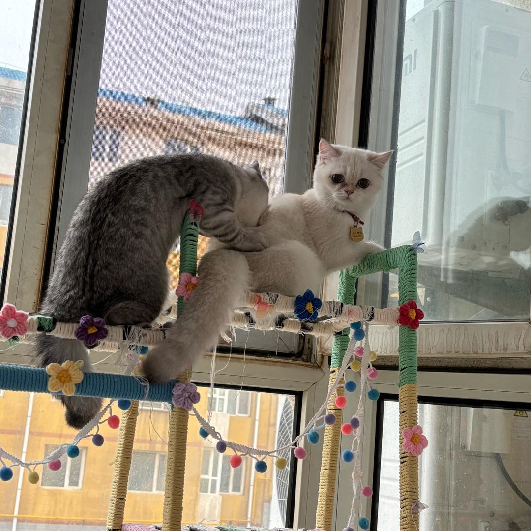 蜜桃和来财的发财日记