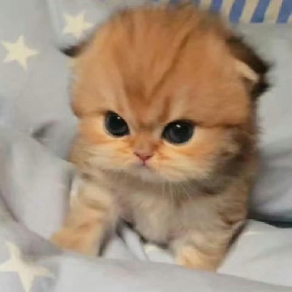 给我一条秋裤（来人版）