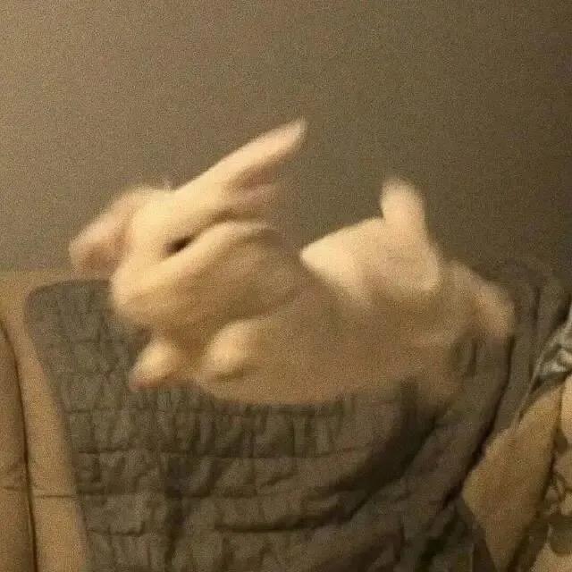 小兔芝