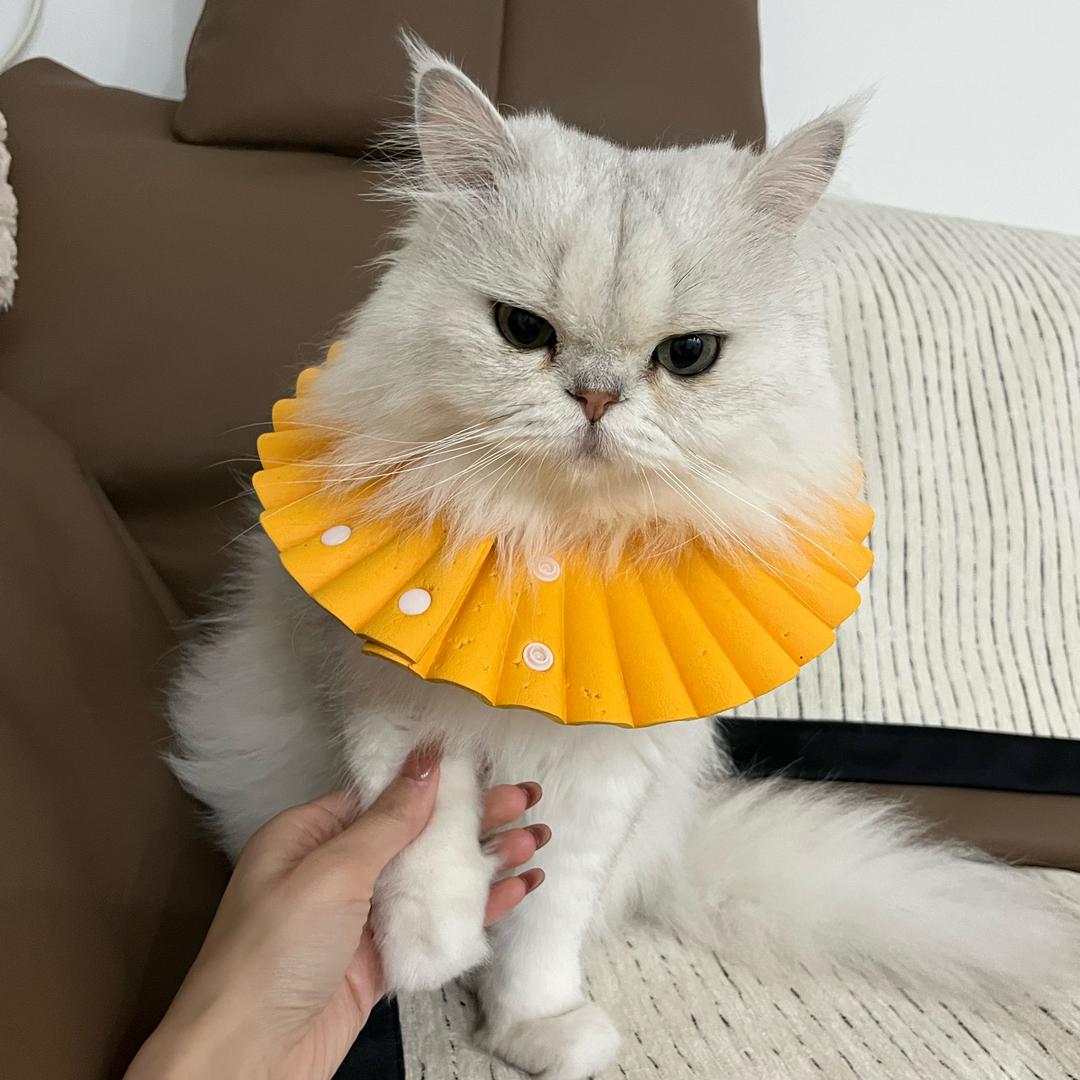 有两只猫