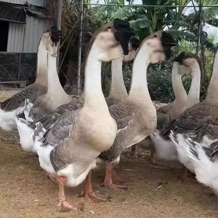 89338469280