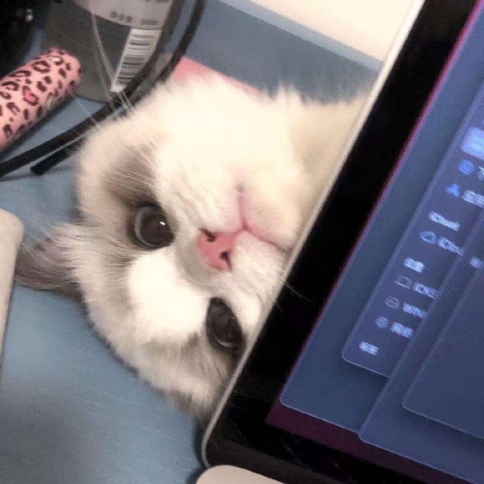 开心🌷