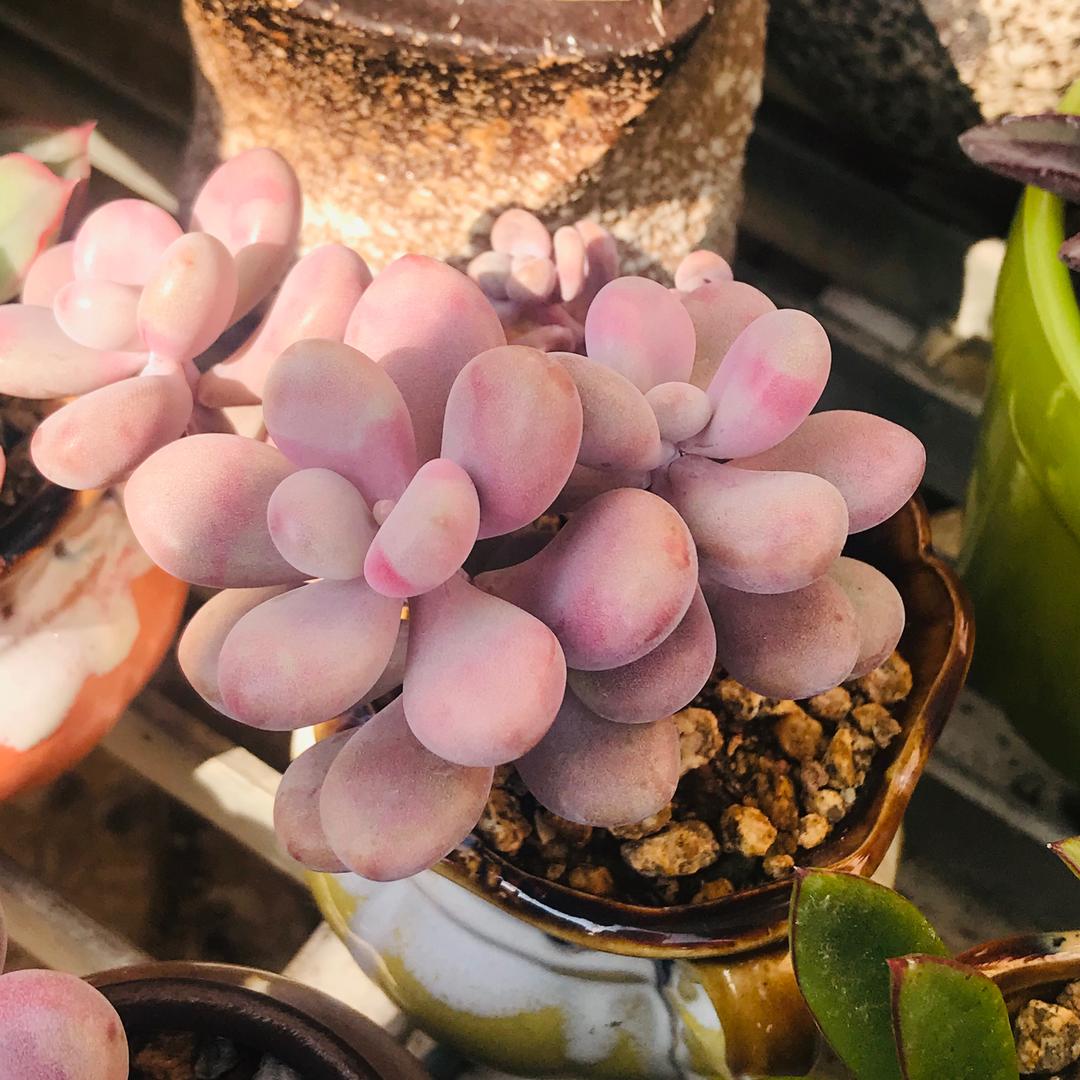 ヽ(✿ﾟ▽ﾟ)ノ幸运相伴o(*≧▽≦)