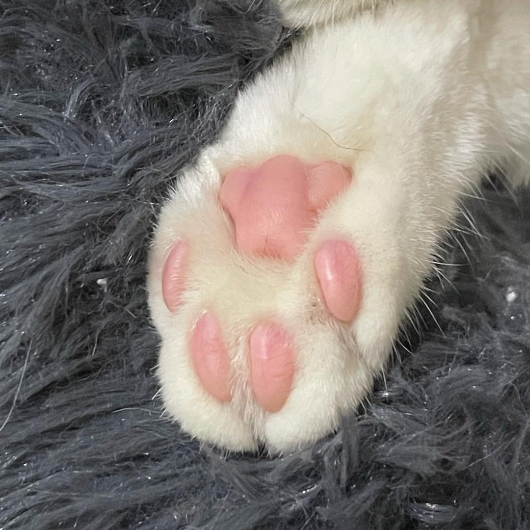 黄皮蛋仔子