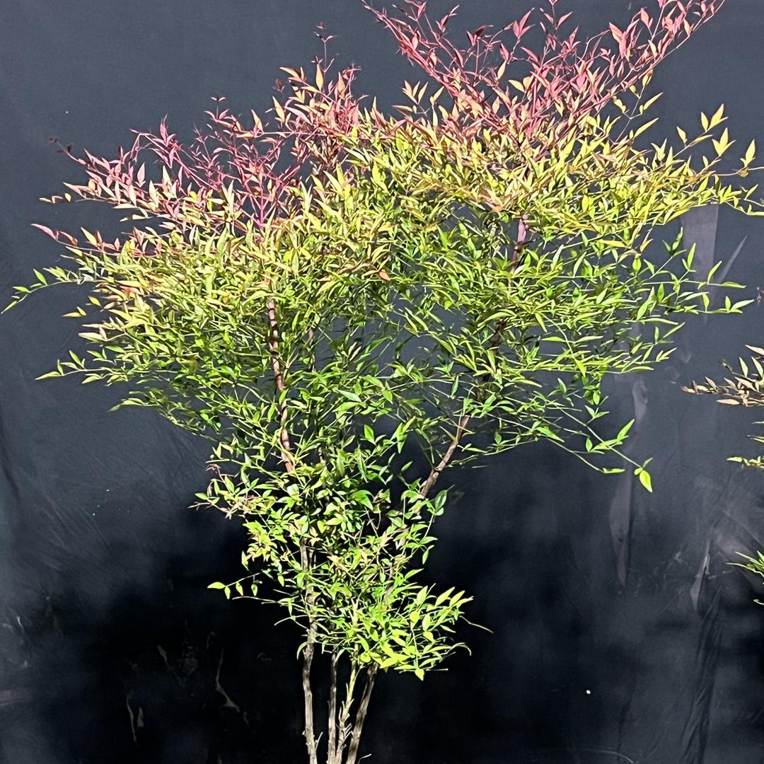 大徐花卉