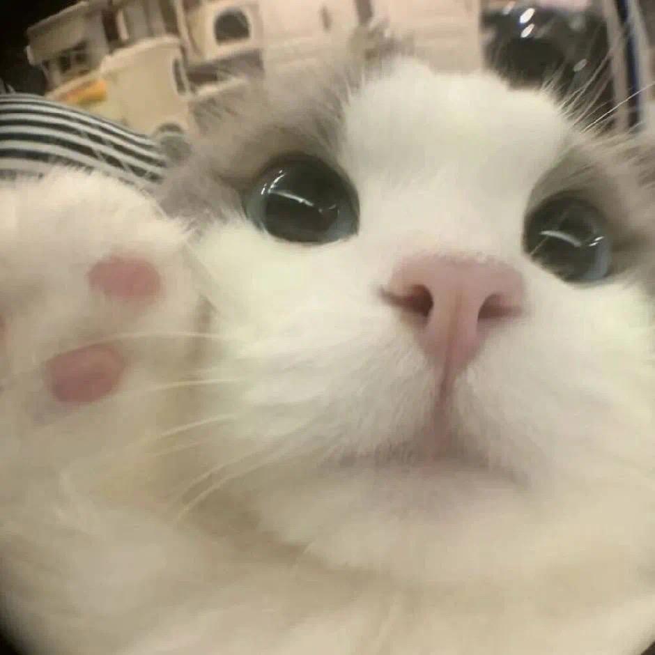 小猫可乐