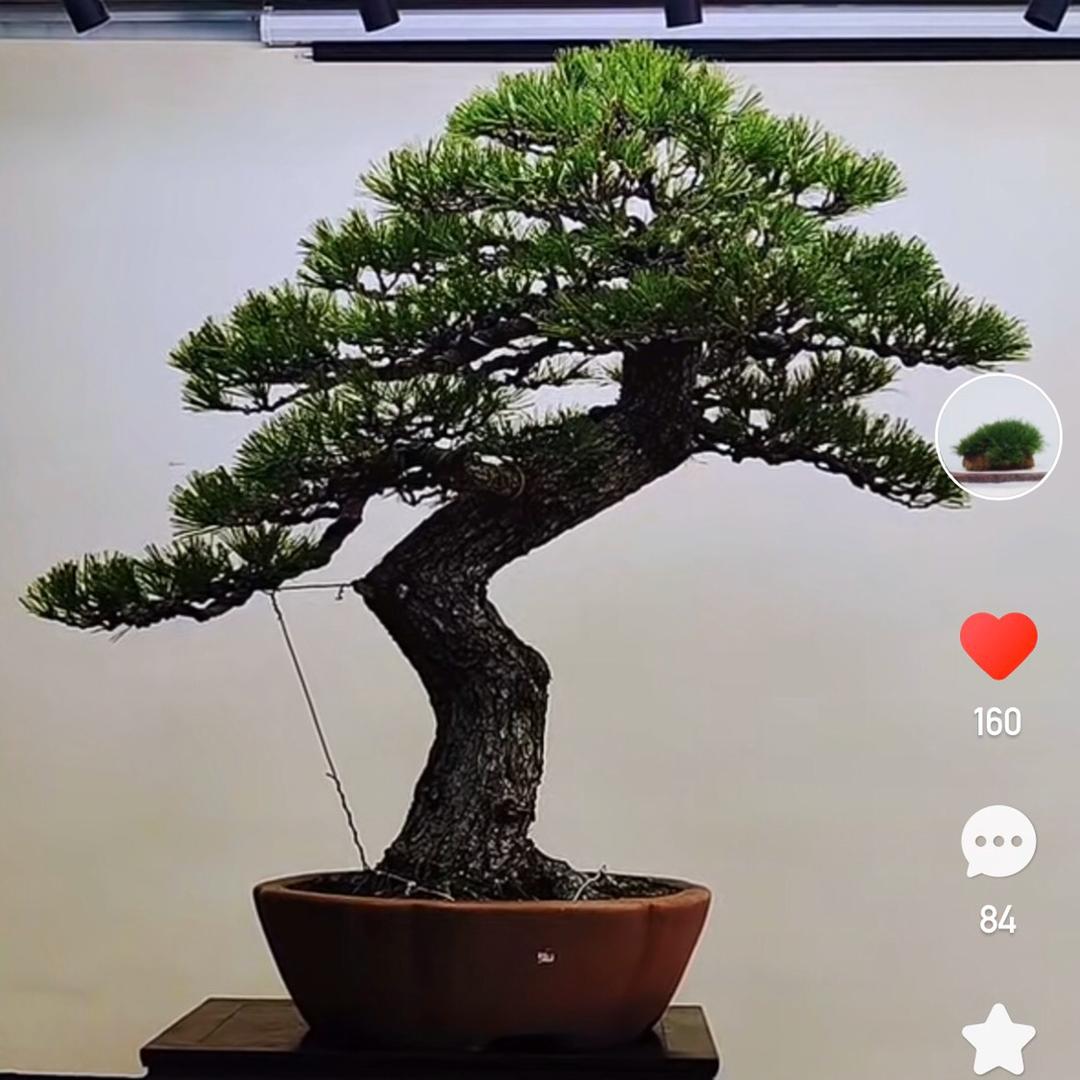 大宝园艺
