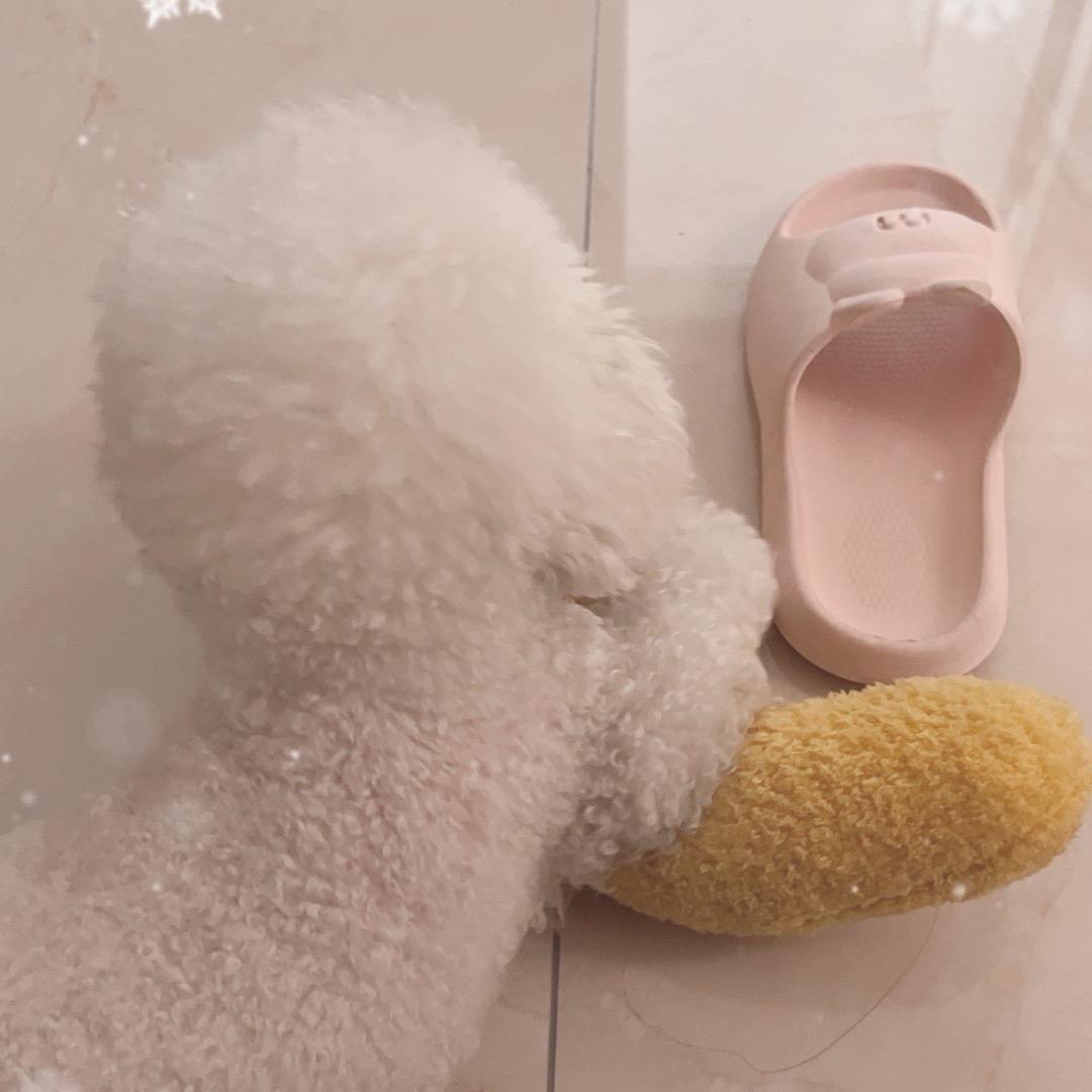 ：。一叶一菩提