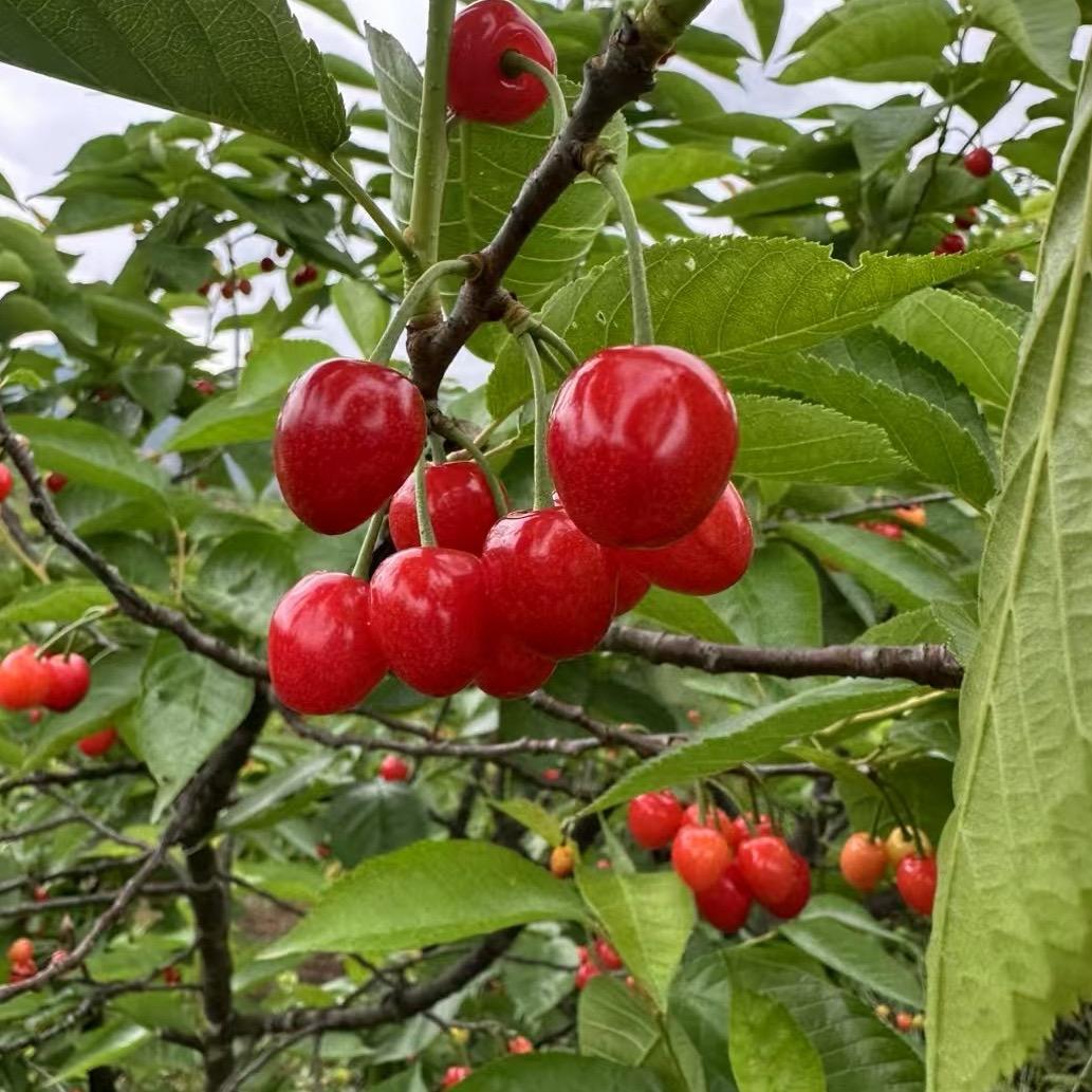 正宗总溪河玛瑙红