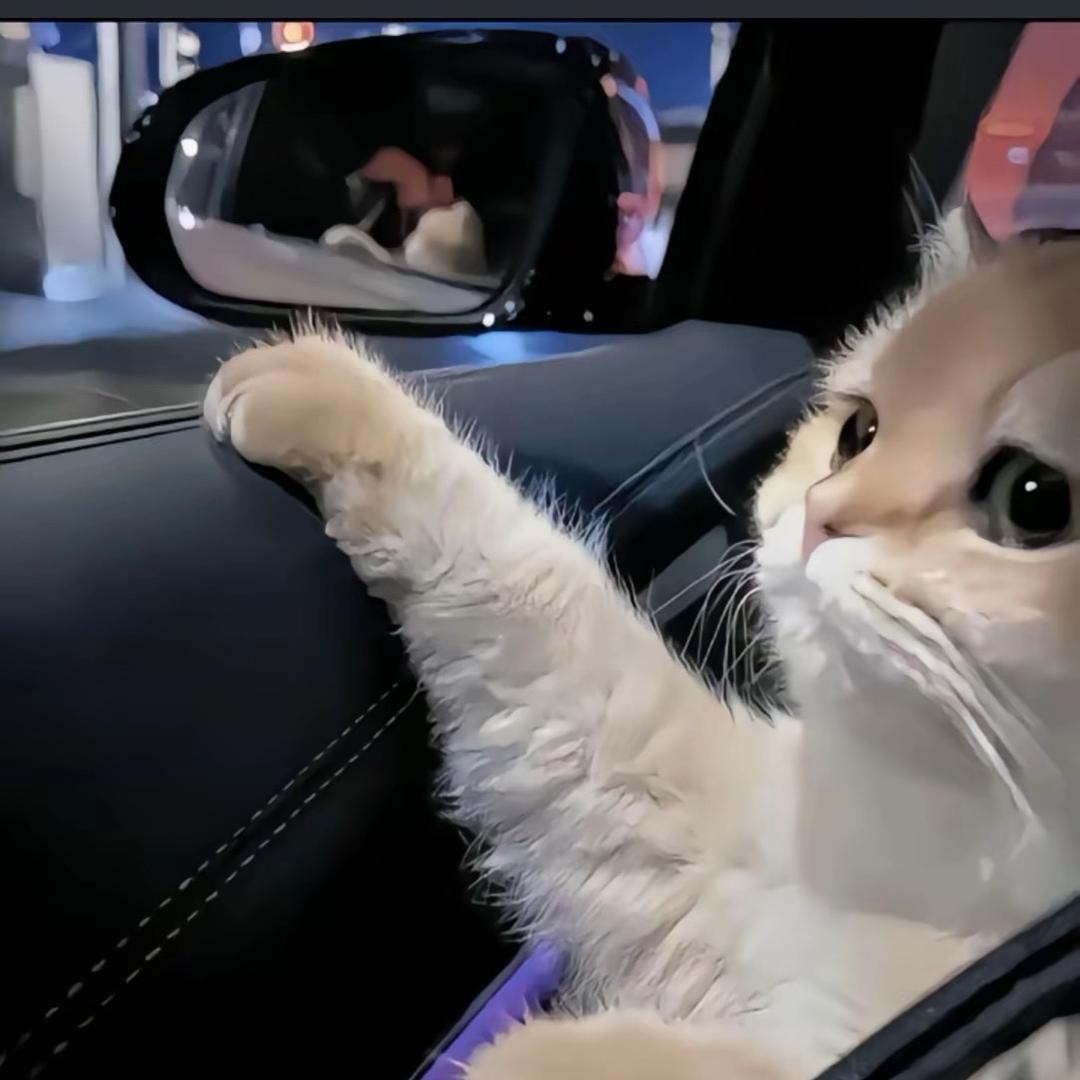 农村养猪日常