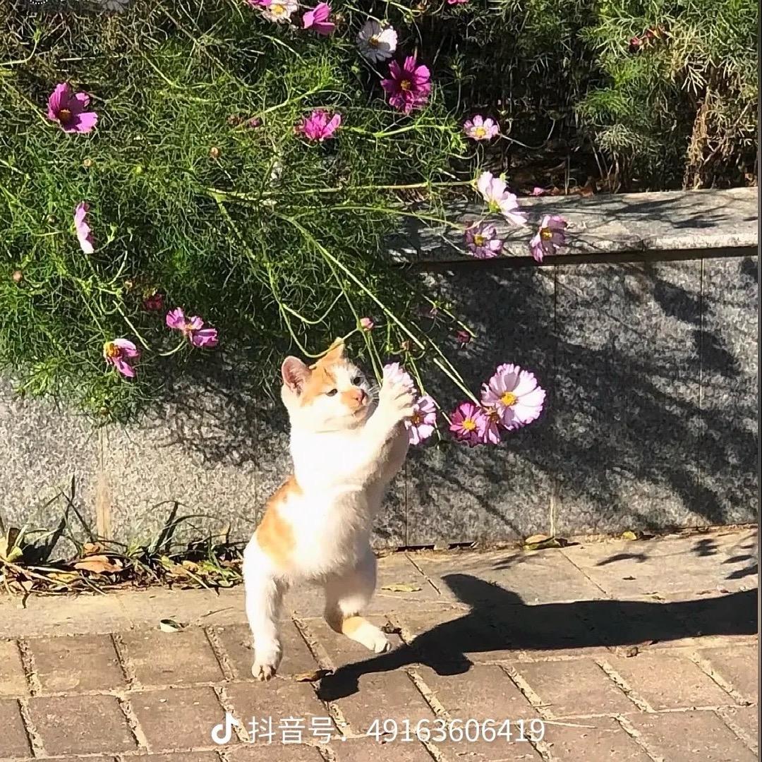 火苗