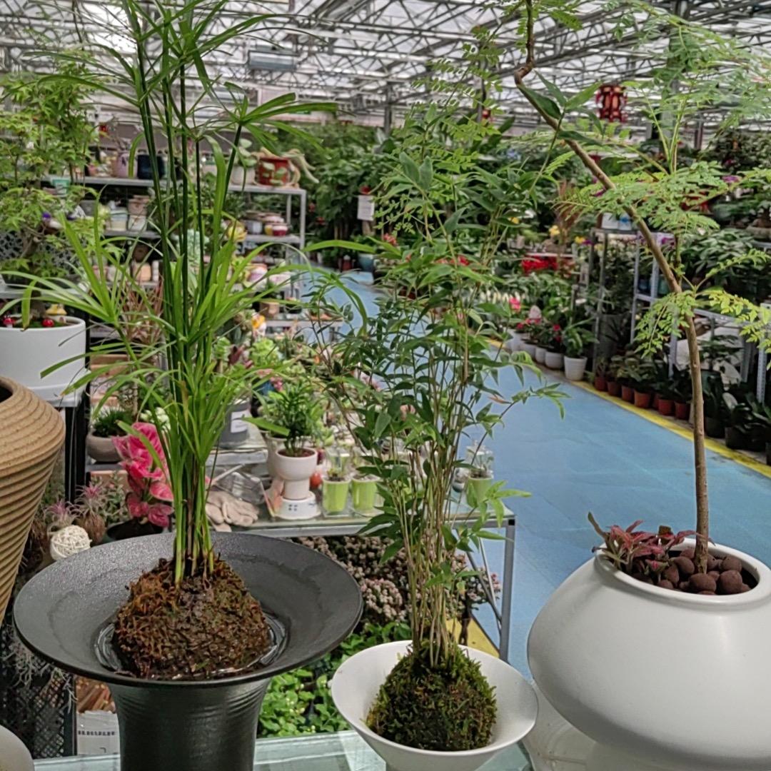 乌鲁木齐-九陌花舍-亮哥