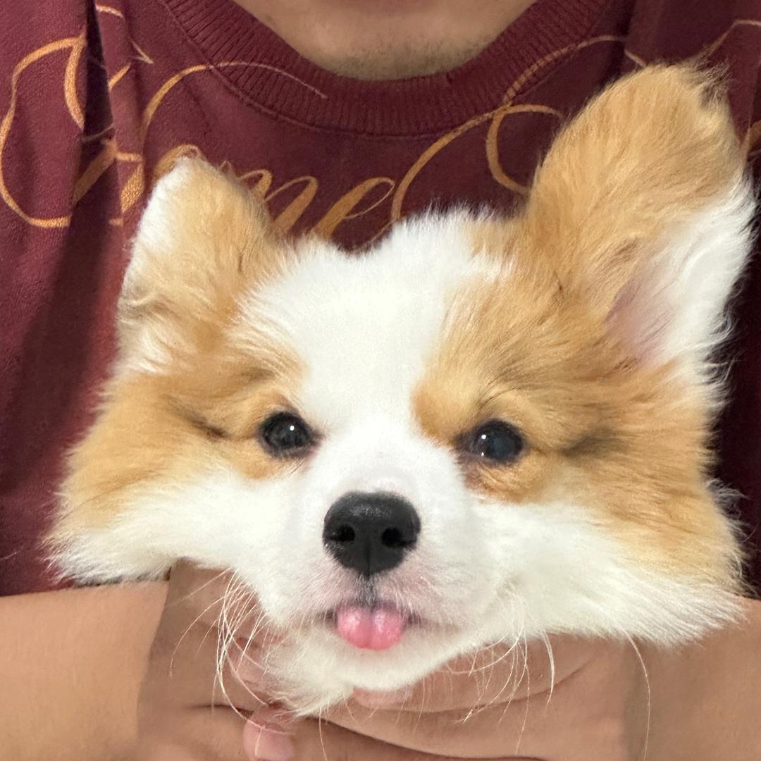 我是听话果粒橙