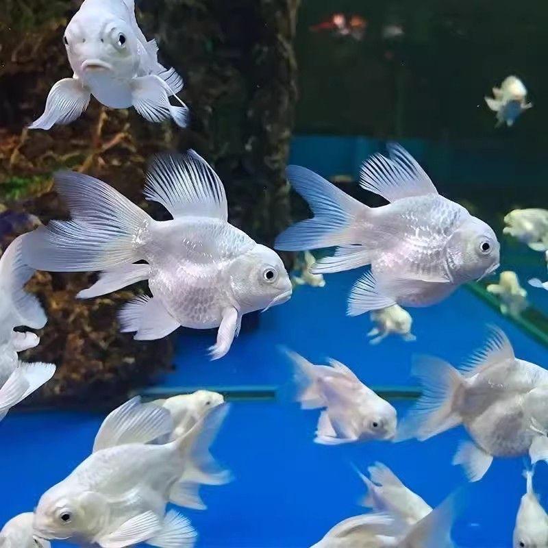 宝澜水族蝴蝶鲤渔业