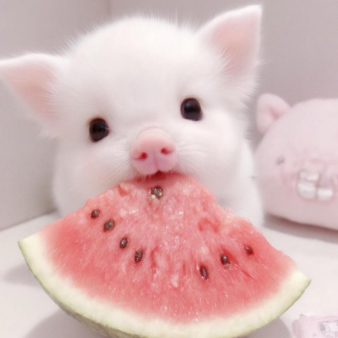 刘奶奶喜欢喝牛奶的奶牛猫🐱