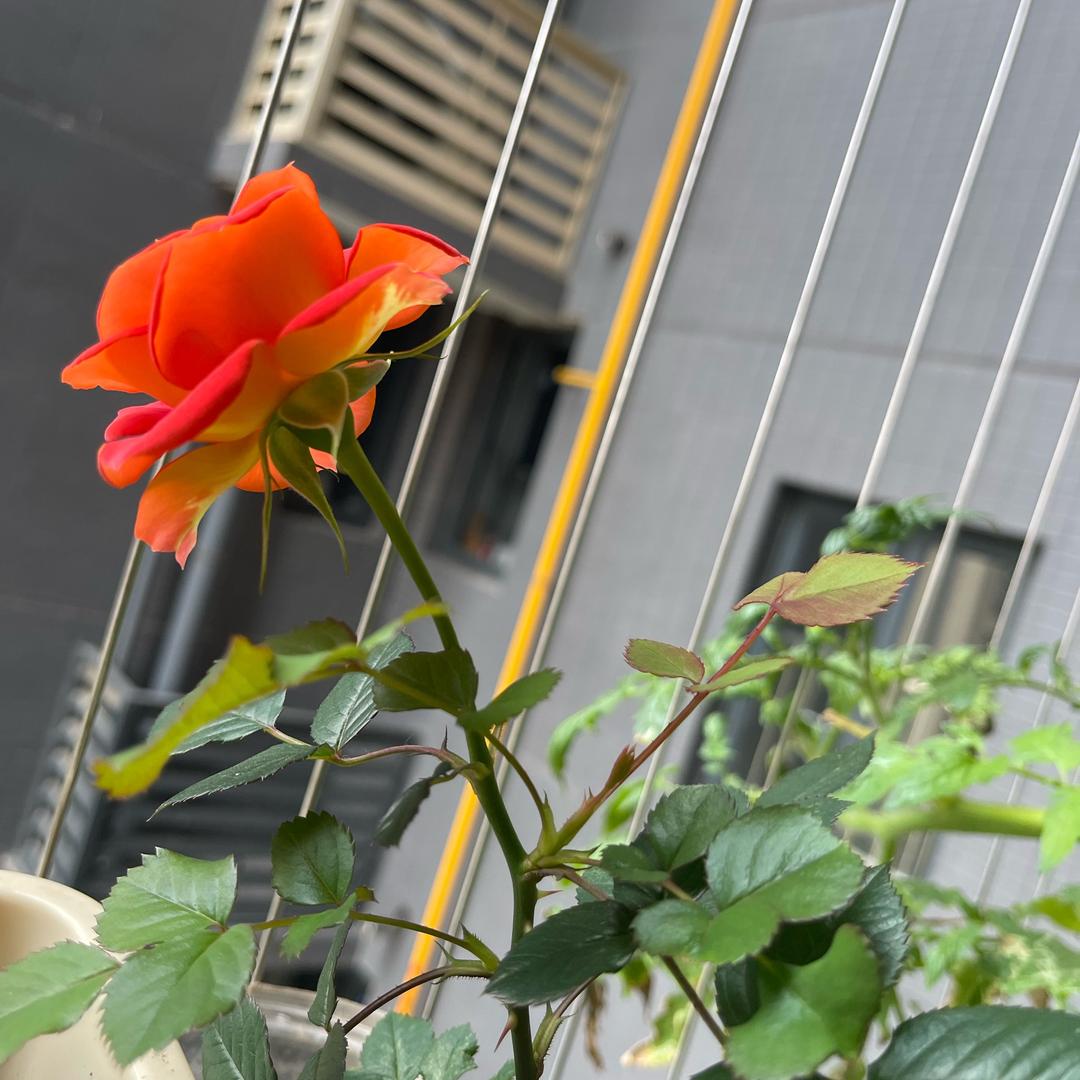 吃草莓🍓尖尖