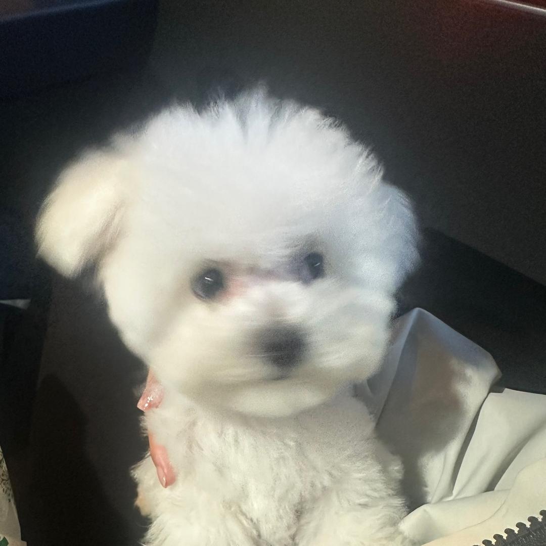 小鱼泡泡ʕ·͡ˑ·ཻʔ