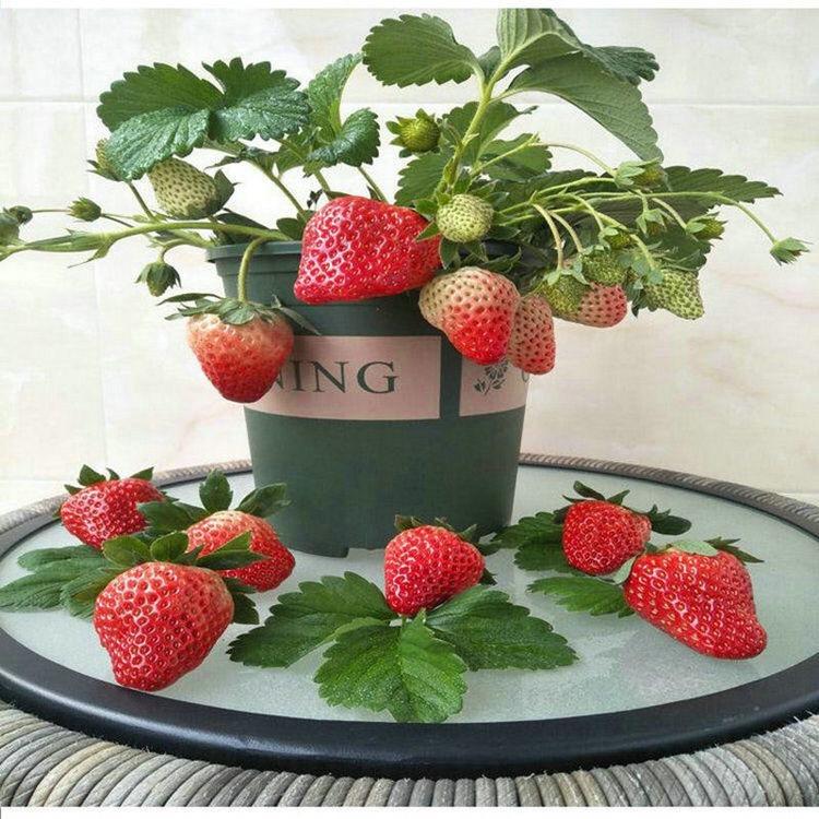 龙豪苗木园艺场