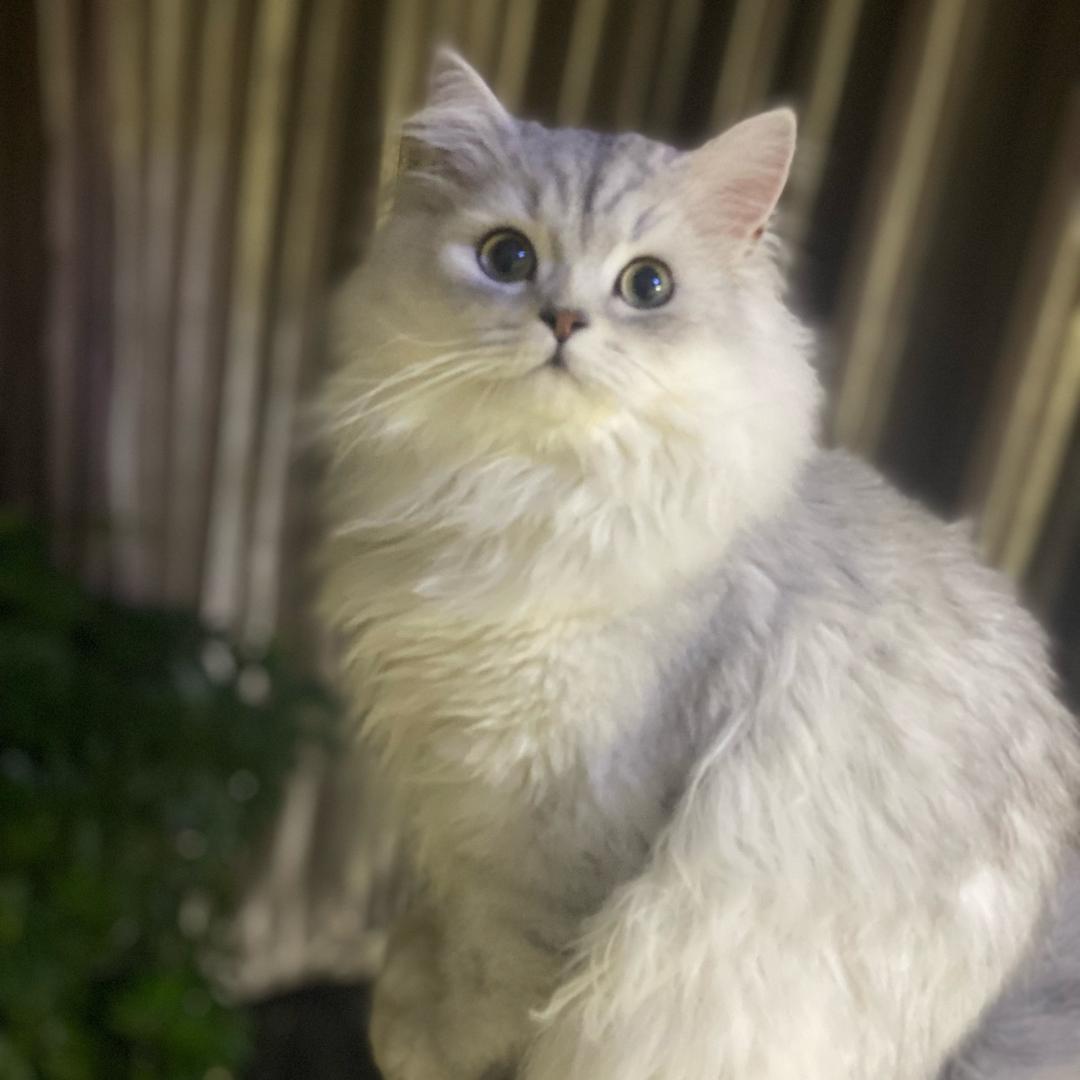 肇东市爱眸眼镜