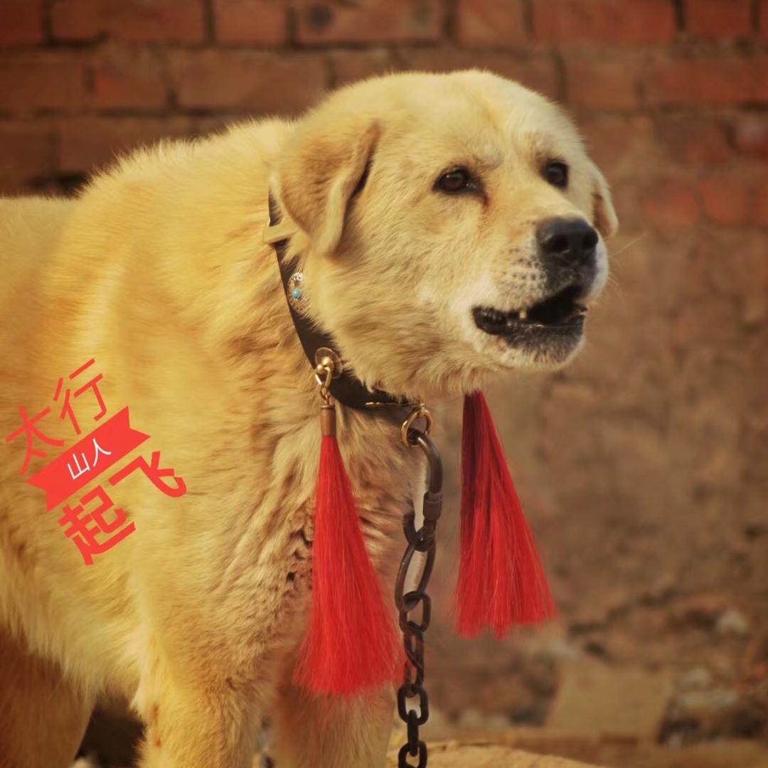 北方笨狗太行犬咨询