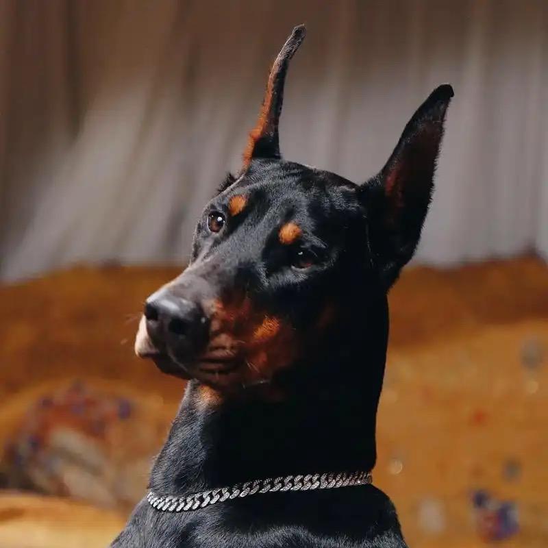 天降萌宠带回家