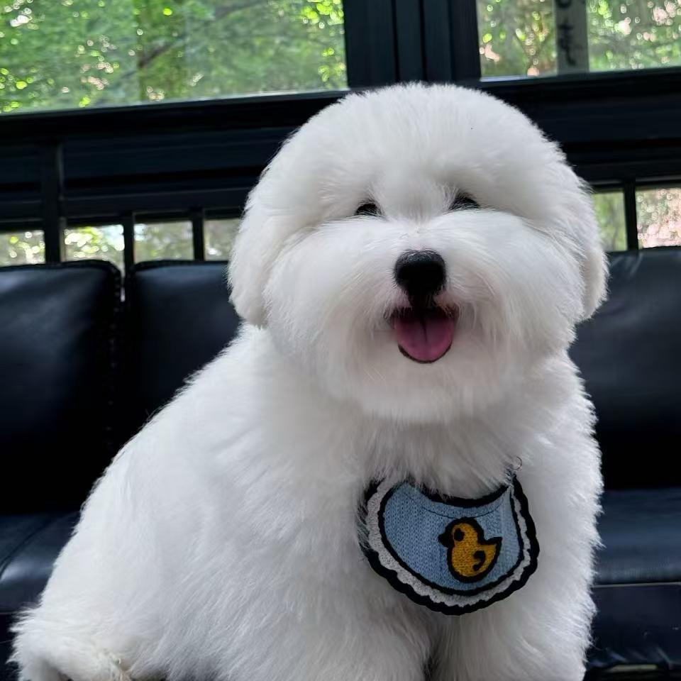 阿宇的棉花面纱犬小