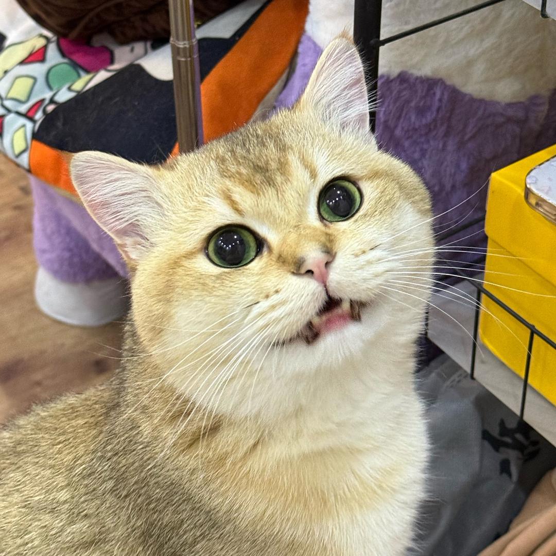 墩墩爱碎觉