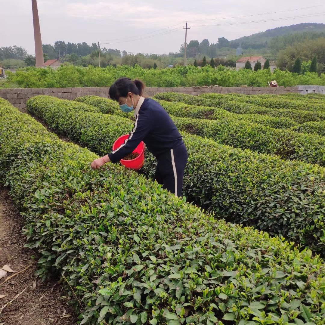 日照绿茶茶农老苏（纯天然无公害）