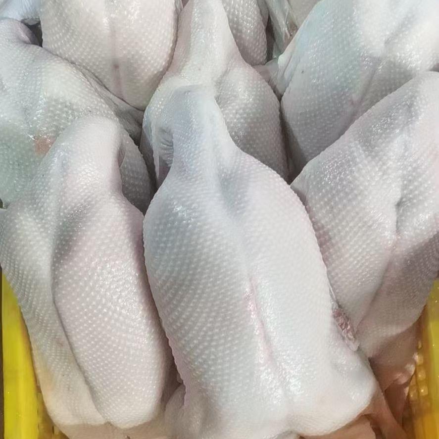 新鲜鸡鸭鹅乳猪鸽子三鸟配送