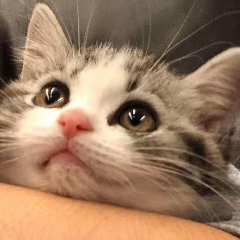 陈先生的猫