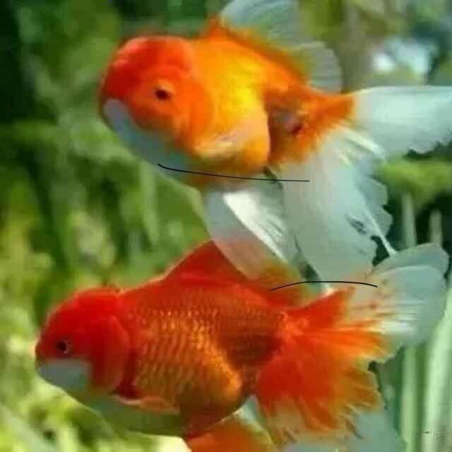 鱼得水