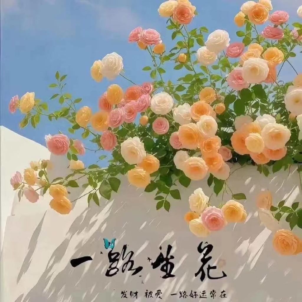奶油蛋高