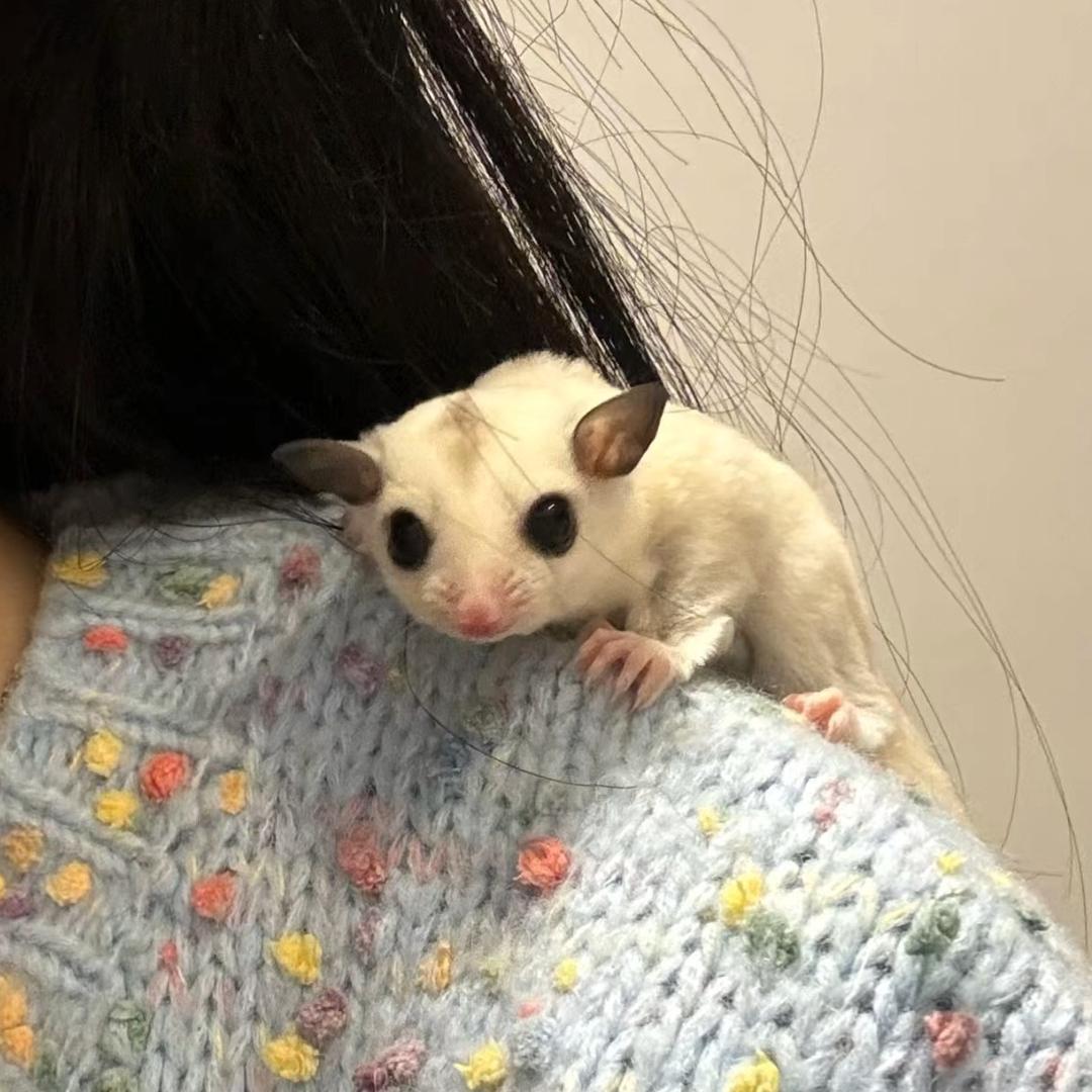 蜜宝 蜜袋鼯