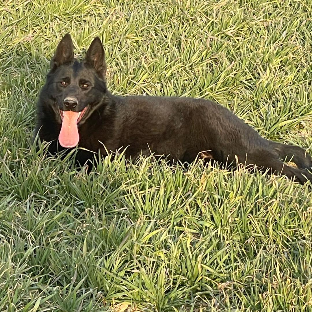 商丘森林犬舍专业繁殖东德牧羊犬
